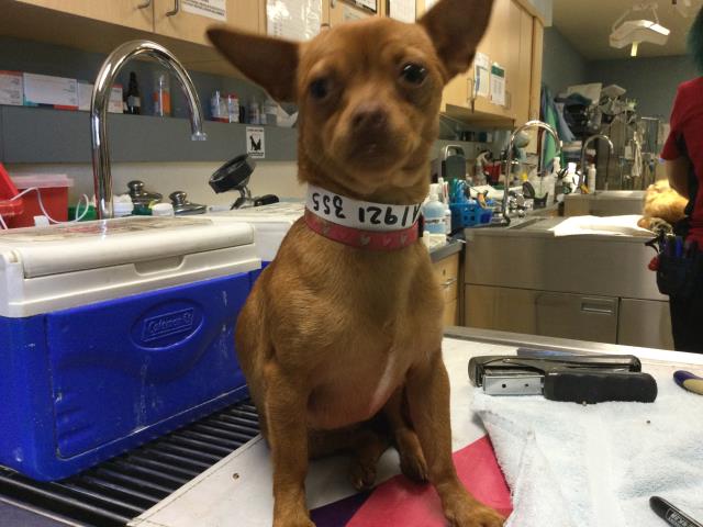 Shelter Stray Female Dog last seen VICTORIA AVENUE & VAN BUREN BOULEVARD, RIVERSIDE, CA, 6851 Van Buren Boulevard, Jurupa Valley, CA 92509, USA