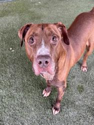 Shelter Stray Male Dog last seen Near BLOCK CAIRO LN, 3599 NW 79th Ave, Doral, FL 33122, USA