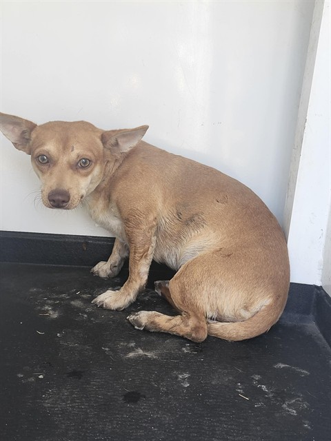 Shelter Stray Male Dog last seen Near BLK FERN CT,BAKERSFIELD,CA, 201 S Mt Vernon Ave, Bakersfield, CA 93307, USA