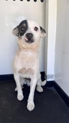 Shelter Stray Male Dog last seen Near BLK SWEET RIVER DR, BAKERSFIELD, CA, 201 S Mt Vernon Ave, Bakersfield, CA 93307, USA