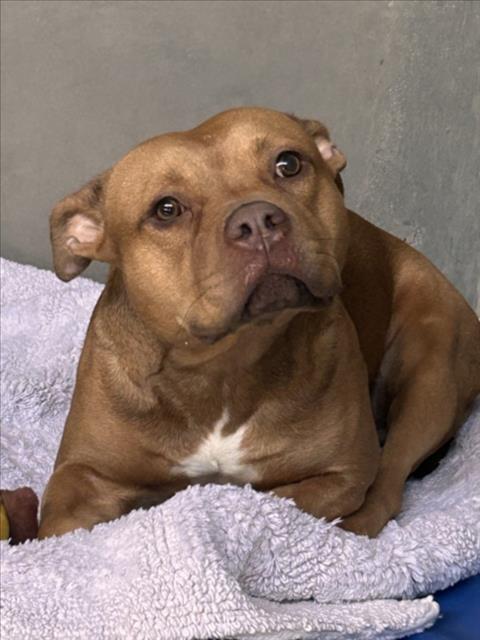 Shelter Stray Female Dog last seen Near BLOCK E 39ST, 333 Chandler Pl, San Bernardino, CA 92408, USA