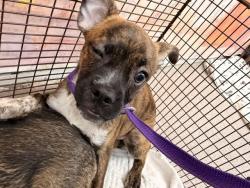 Shelter Stray Female Dog last seen SIERRA AND RIVERSIDE, 333 Chandler Pl, San Bernardino, CA 92408, USA