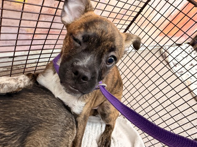 Shelter Stray Female Dog last seen SIERRA AND RIVERSIDE, 333 Chandler Pl, San Bernardino, CA 92408, USA