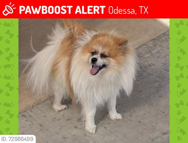 Lost Male Dog last seen Yukon and Rocking L Ranch rd, Odessa, TX 79758