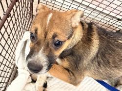 Shelter Stray Male Dog last seen SIERRA AND RIVERSIDE, 333 Chandler Pl, San Bernardino, CA 92408, USA