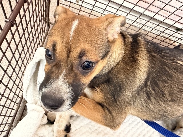 Shelter Stray Male Dog last seen SIERRA AND RIVERSIDE, 333 Chandler Pl, San Bernardino, CA 92408, USA
