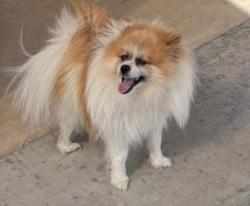 Lost Male Dog last seen Yukon and Rocking L Ranch rd, Odessa, TX 79758