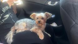 Lost Female Dog last seen Nogales and Shakespeare , West Covina, CA 91792