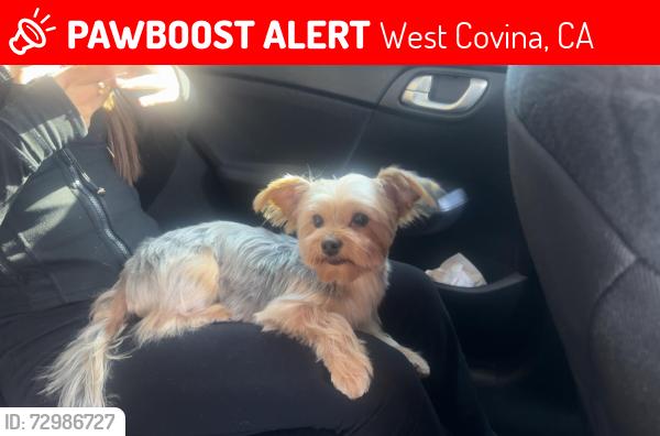 Lost Female Dog last seen Nogales and Shakespeare , West Covina, CA 91792