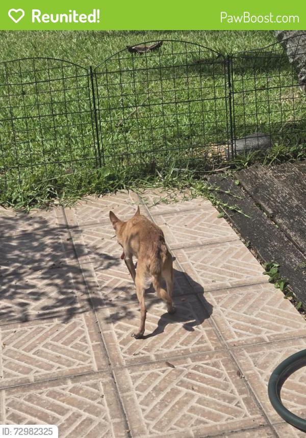 Reunited Female Dog last seen Near Southgate Blvd, North Lauderdale FL 33068, North Lauderdale, FL 33068
