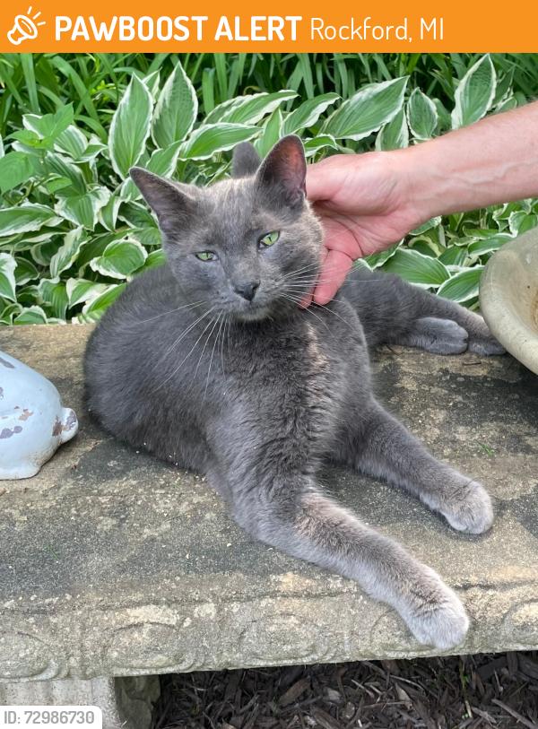 Found/Stray Unknown Cat last seen Blakely Rd and 9 Mile Rd, Rockford, MI 49341