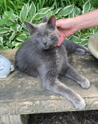 Found/Stray Unknown Cat last seen Blakely Rd and 9 Mile Rd, Rockford, MI 49341