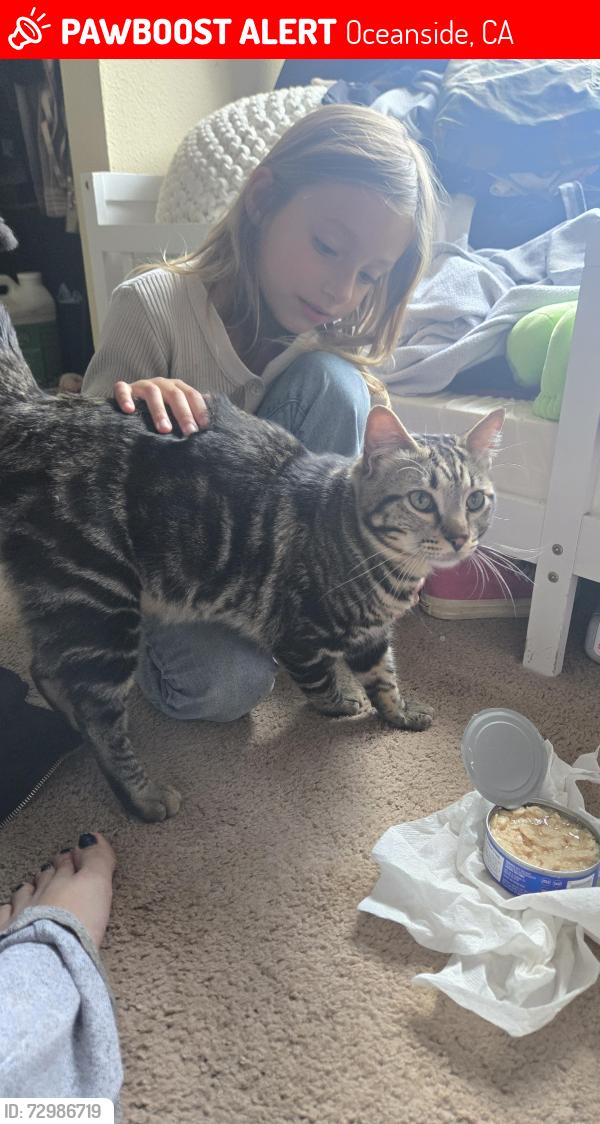 Lost Male Cat last seen McKinley St and Andrew Jackson St, Oceanside, CA 92057