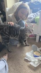 Lost Male Cat last seen McKinley St and Andrew Jackson St, Oceanside, CA 92057