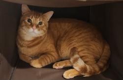 Reunited Male Cat last seen 219th and 41st ave se - Bot, Bothell, WA 98021