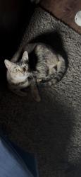 Lost Female Cat last seen White rock rd, Rancho Cordova, CA 95670