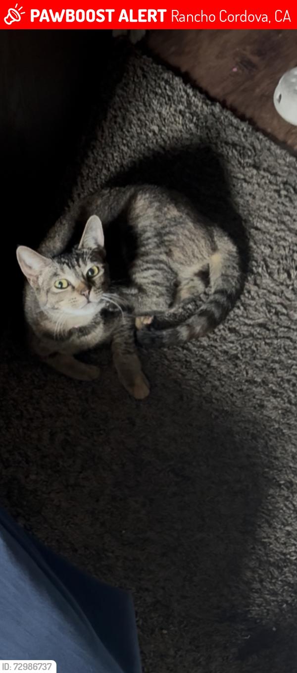 Lost Female Cat last seen White rock rd, Rancho Cordova, CA 95670