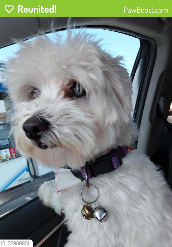 Reunited Male Dog last seen Oakview cndmniums, Corona, CA 92882