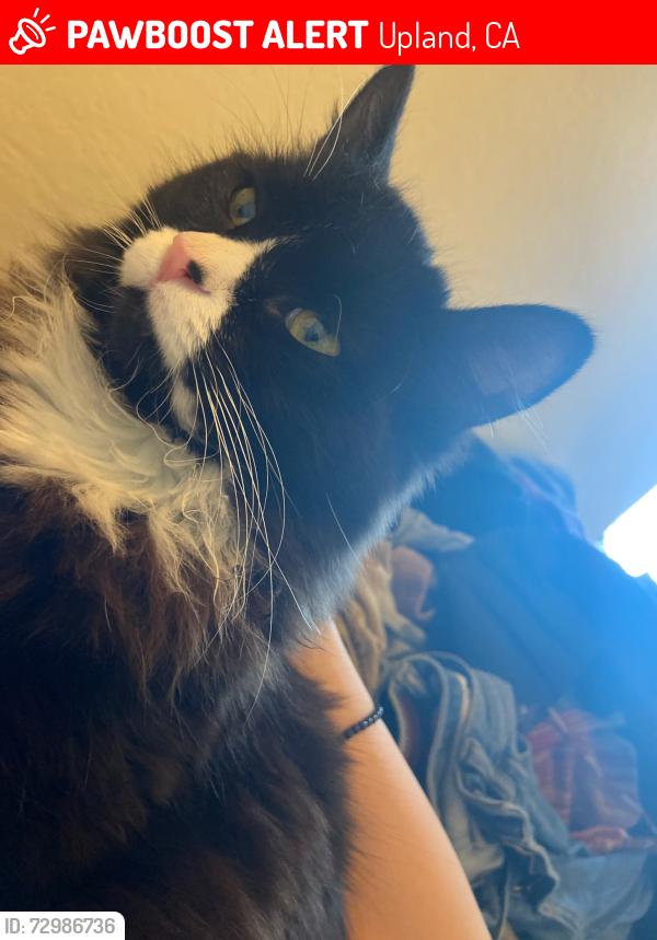 Lost Female Cat last seen mountain and 11th, Upland, CA 91786