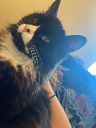 Lost Female Cat last seen mountain and 11th, Upland, CA 91786