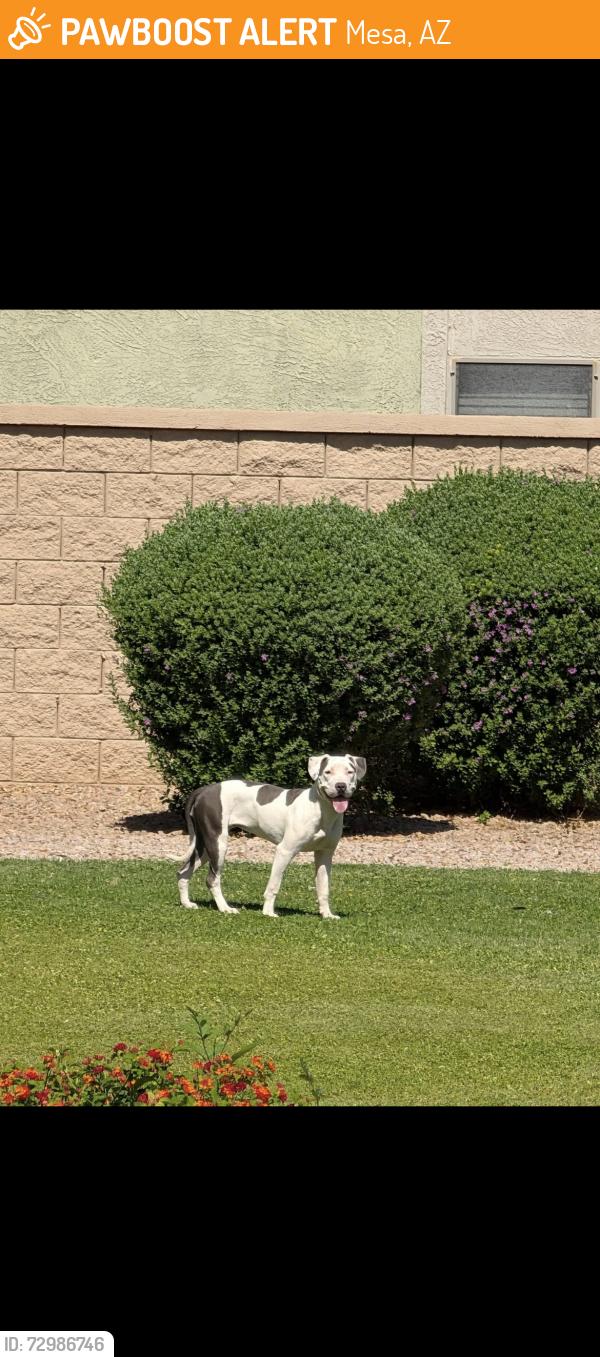 Found/Stray Unknown Dog last seen Guadalupe/ 202, Mesa, AZ 85209