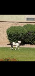 Found/Stray Unknown Dog last seen Guadalupe/ 202, Mesa, AZ 85209