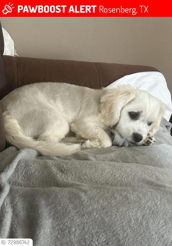 Lost Male Dog last seen Breezy parke ln, Rosenberg Tx, Rosenberg, TX 77469