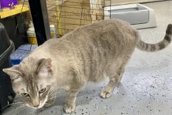 Lost Male Cat last seen Walker and orange ave. , Cypress, CA 90630