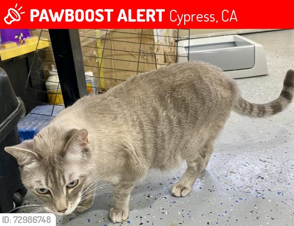 Lost Male Cat last seen Walker and orange ave. , Cypress, CA 90630