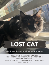 Lost Female Cat last seen 176th St E, 29th Ave E, Tacoma, WA 98445