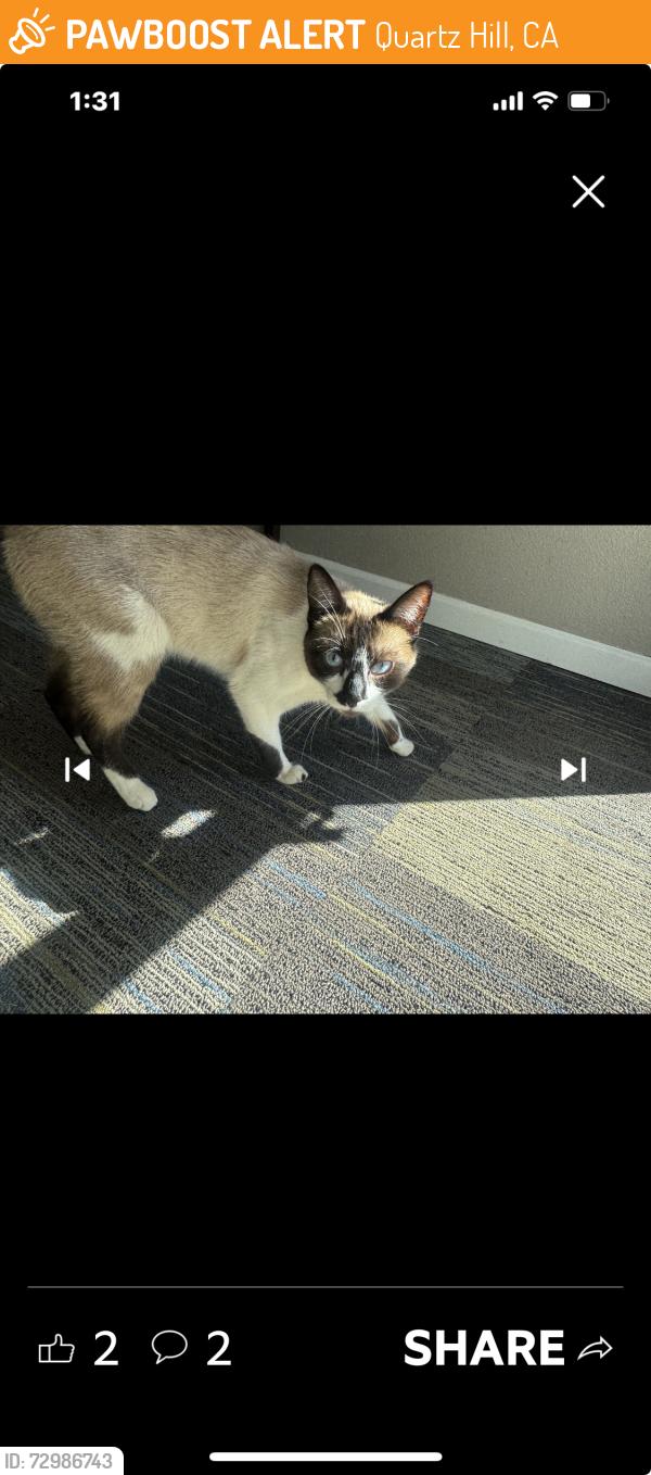 Found/Stray Male Cat last seen Mayflower gardens retirement community, Quartz Hill, CA 93536