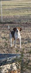 Lost Female Dog last seen Near Nixon Rd Autryville NC 28318, Autryville, NC 28318