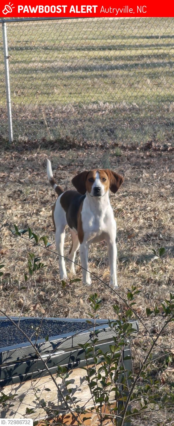 Lost Female Dog last seen Near Nixon Rd Autryville NC 28318, Autryville, NC 28318