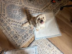 Found/Stray Male Dog last seen Faith Baptist Temple , Powder Springs, GA 30127
