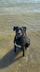 Reunited Female Dog last seen Sunset cliffs blvd and West Point Loma blvd, San Diego, CA 92107