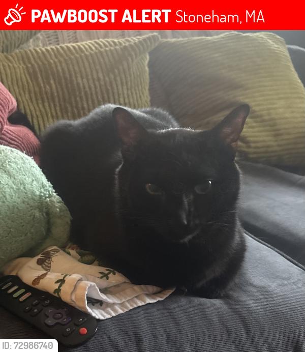 Lost Female Cat last seen Fellsview Terrace Stoneham Massachusetts , Stoneham, MA 02176