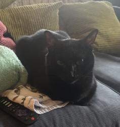 Lost Female Cat last seen Fellsview Terrace Stoneham Massachusetts , Stoneham, MA 02176