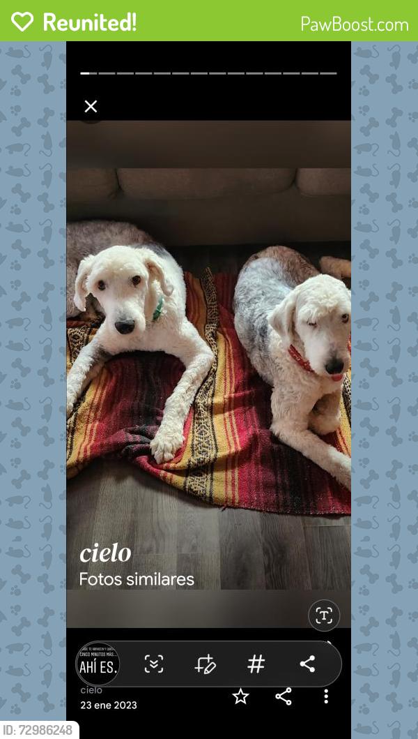 Reunited Female Dog last seen Peach Tree,  woods edge, Urbana, IL 61801