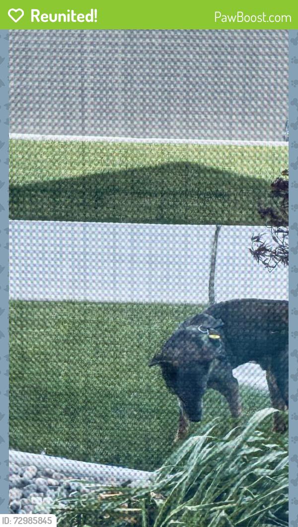 Reunited Male Dog last seen Morris Ave and Conrad St, Richland, WA 99352