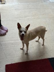 Found/Stray Unknown Dog last seen Button Willow/ Grass Valley Trail, Fort Worth, TX 76123