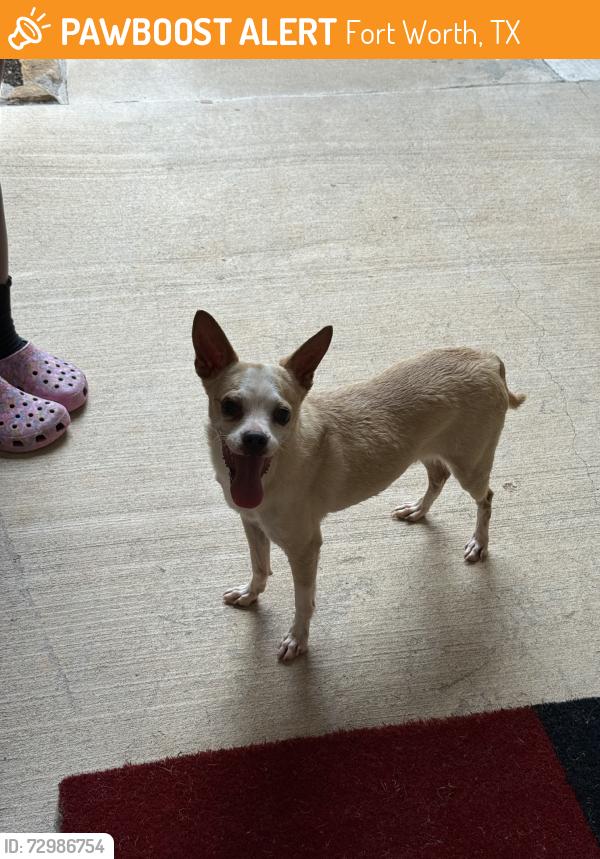 Found/Stray Unknown Dog last seen Button Willow/ Grass Valley Trail, Fort Worth, TX 76123