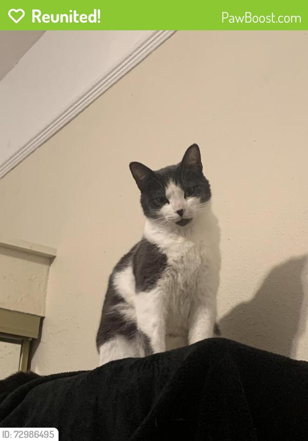 Reunited Female Cat last seen 20th and Market St, Oakland, CA 94607