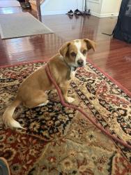 Lost Male Dog last seen Berry Mill Road, Greer, SC 29651