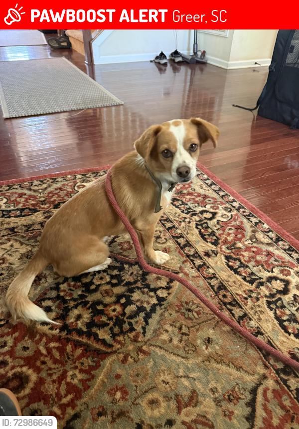 Lost Male Dog last seen Berry Mill Road, Greer, SC 29651
