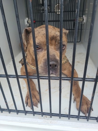 Shelter Stray Male Dog last seen Near muse st, Atlanta, GA, 1251 Fulton Industrial Blvd NW, Atlanta, GA 30336, USA