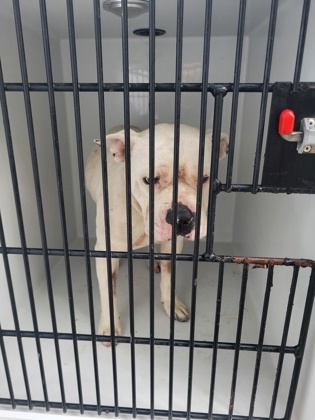 Shelter Stray Male Dog last seen Near Hartford ave, Atlanta, GA, 1251 Fulton Industrial Blvd NW, Atlanta, GA 30336, USA