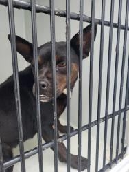 Shelter Stray Female Dog last seen Near welcome all rd, South Fulton, GA, 1251 Fulton Industrial Blvd NW, Atlanta, GA 30336, USA