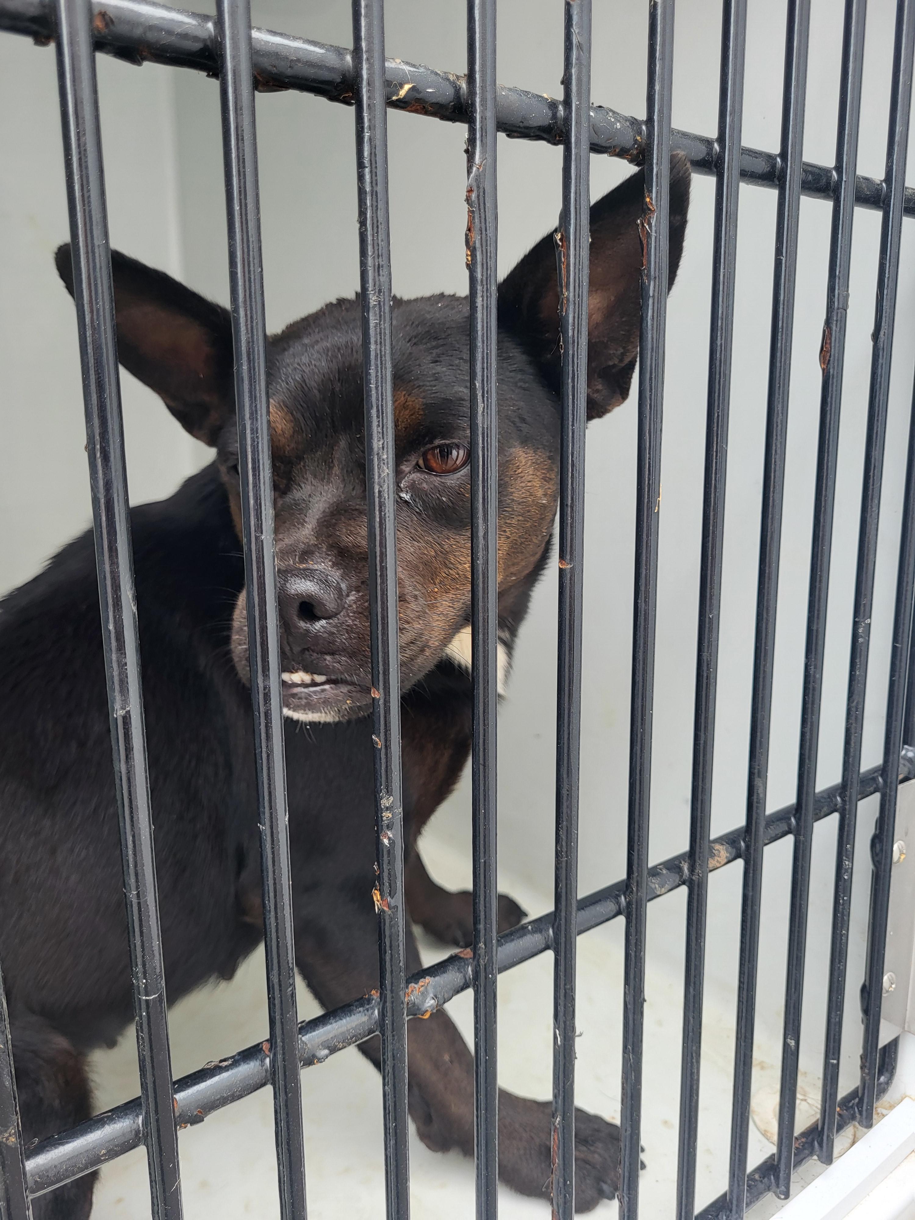 Shelter Stray Female Dog last seen Near welcome all rd, South Fulton, GA, 1251 Fulton Industrial Blvd NW, Atlanta, GA 30336, USA