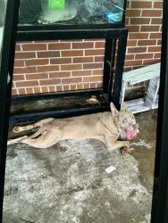 Shelter Stray Female Dog last seen Near ARCADIA CIR NW, Atlanta, GA, 1251 Fulton Industrial Blvd NW, Atlanta, GA 30336, USA