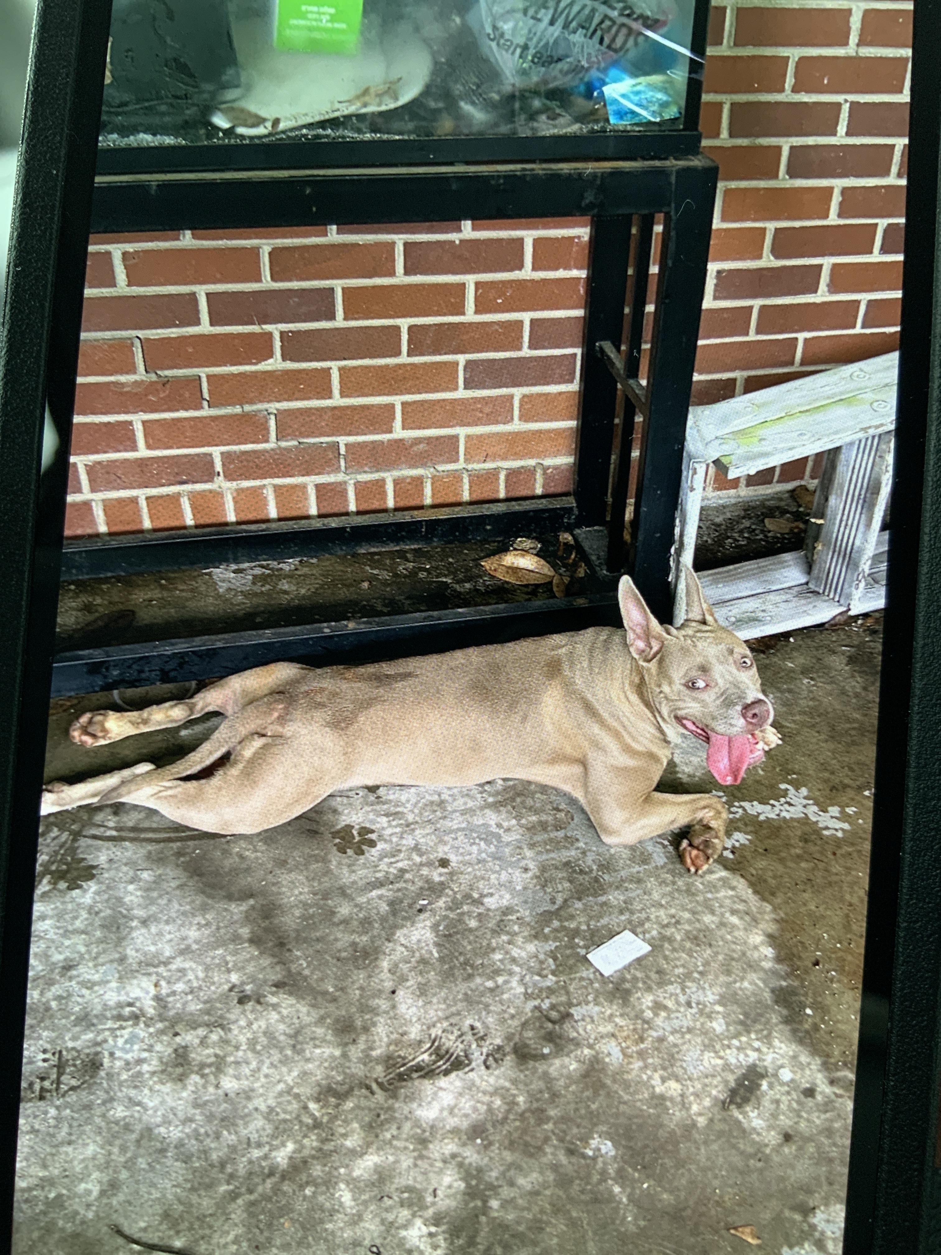 Shelter Stray Female Dog last seen Near ARCADIA CIR NW, Atlanta, GA, 1251 Fulton Industrial Blvd NW, Atlanta, GA 30336, USA